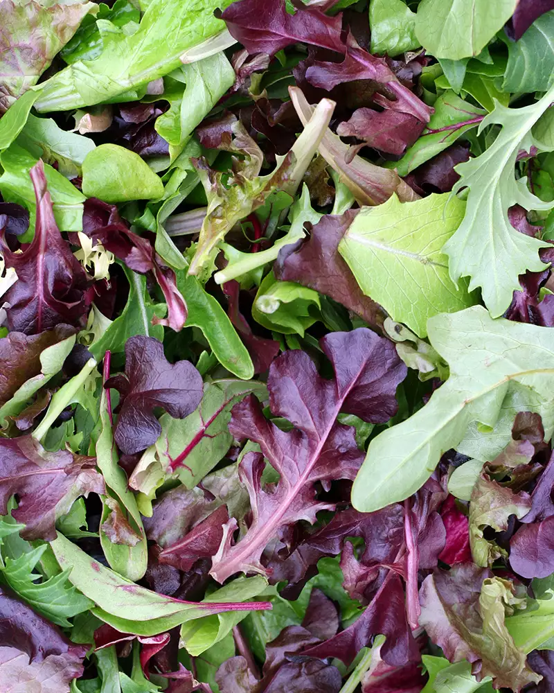 Mesclun frais