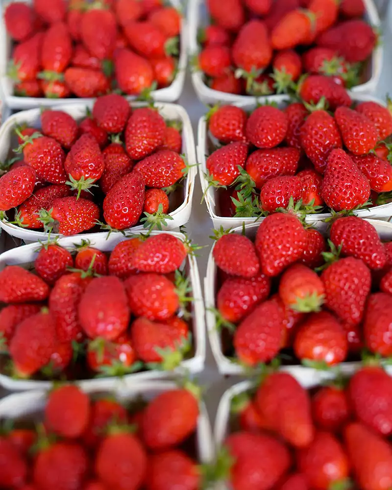 Fraises - barquette de 250g